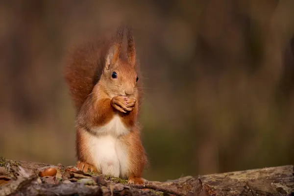 Das Europäische Rote Eichhörnchen Sciurus Vulgaris Ist Ein Nagetier Aus Stockfoto