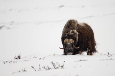 A captivating image capturing the essence of the Arctic wilderness as a muskox strides confidently through a fierce snowstorm. Its sturdy form and unwavering determination symbolize resilience in the face of nature's might. clipart