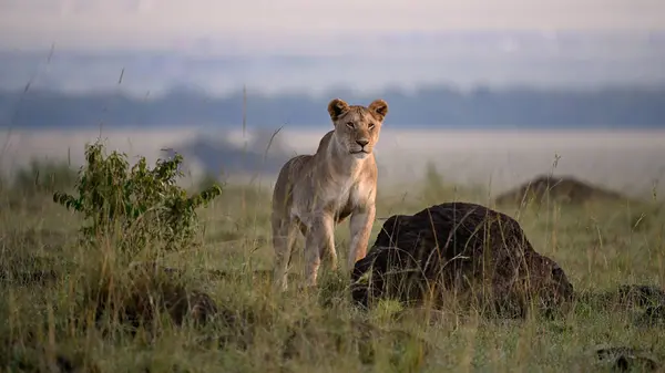 Lioness Rests Regally Amidst Grass Rocks Savanna Exuding Grace Power — Stock Photo, Image
