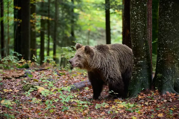 Orso Bruno Sta Cercando Cibo Una Foresta Europea Immagine Scattata Immagini Stock Royalty Free