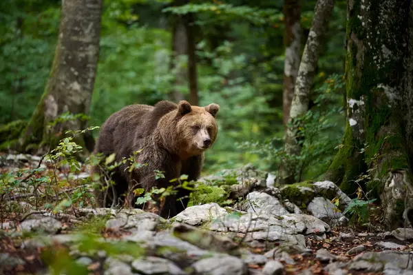 Nella Fitta Foresta Europea Orso Bruno Erge Alto Incarnando Essenza Immagine Stock