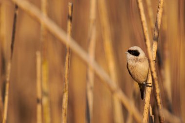 Passirine kuşu (Ramirez pendulinus), bir sazlıkta..