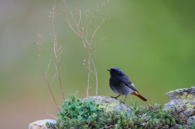Siyah kızılay (Phoenicurus ochruros), Muscicapidae familyasından küçük ve güzel bir kuş türü.