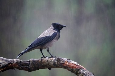 Hooded crow (Corvus cornix) perched on a birch branch, under the rain.