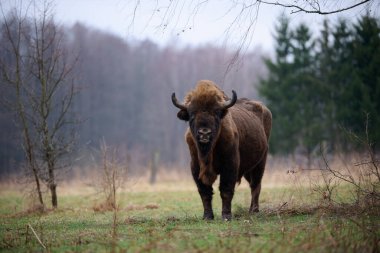 Muhteşem Avrupalı bizon Polonya 'nın vahşi doğasında özgürce dolaşıyor. Doğal ortamında yakalanmış, gücünü ve ihtişamını ön plana çıkarmış..