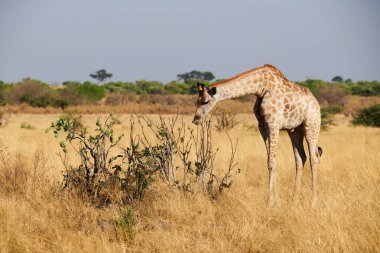 Botswana 'nın vahşi doğasındaki bir çalılıktan beslenen zarif bir zürafa (Züraffa camelopardalis). Görüntü, zürafanın uzun boynunu ve otlarken zarif duruşunu yakalar..