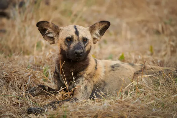 Botswana 'da yerde dinlenen genç bir Afrika vahşi köpeğinin (Lycaon pictus) yakın çekimi. Çekim, doğadaki belirgin işaretleri ve rahat duruşunu vurguluyor..