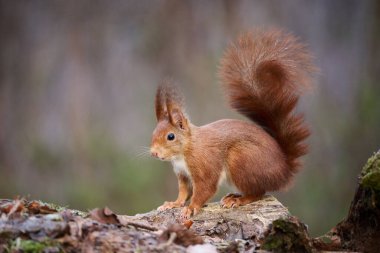 Avrupa kızıl sincabı (