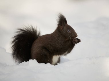 Avrupa kızıl sincabı (Sciurus vulgaris) bir ormanda kış boyunca derin karda yiyecek arar..