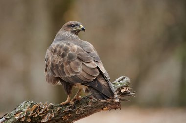 Bir ağaç dalına tüneyen ve gün ışığında doğal ortamında yakalanan, tüylerini ve keskin bakışlarını gösteren, ortak bir şahinin (Buteo buteo) yüksek çözünürlüklü fotoğrafı.