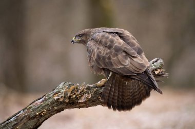 Bir ağaç dalına tüneyen ve gün ışığında doğal ortamında yakalanan, tüylerini ve keskin bakışlarını gösteren, ortak bir şahinin (Buteo buteo) yüksek çözünürlüklü fotoğrafı.