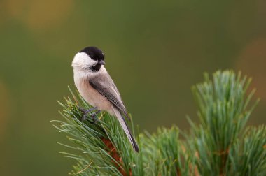 beautiful willow tit (Poecile montanus) photographed  on a branch