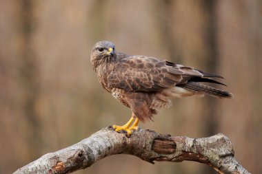 Yaygın akbaba (Buteo buteo), Avrupa 'da yaşayan bir yırtıcı kuş türüdür..