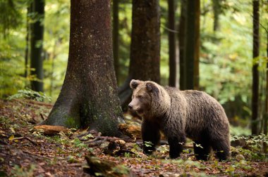 Kahverengi ayı bir Avrupa ormanında yiyecek arıyor. Resim sonbaharda çekildi.