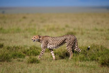 Kenya 'daki Masai Mara Ulusal Rezervi' nin açık otlaklarında zarif bir şekilde yürüyen bir çita (Acinonyx jubatus). Doğal gün ışığında yakalanmış, parlak vücudunu sergiliyor, benekli ceketini ve odaklanmış ifadesini sergiliyor..