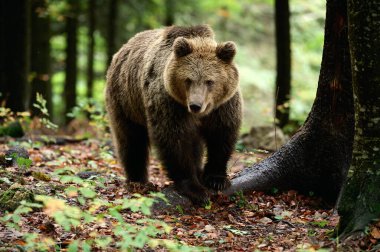 Avrupa kahverengi ayısı (Ursus arctos arctos) yerde sonbahar yapraklarıyla ılıman bir ormanda yürür. Doğal ışık altında çekilmiş vahşi yaşam fotoğrafı..