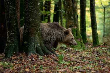 Avrupa kahverengi ayısı (Ursus arctos arctos) yerde sonbahar yapraklarıyla ılıman bir ormanda yürür. Doğal ışık altında çekilmiş vahşi yaşam fotoğrafı..