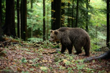 Avrupa kahverengi ayısı (Ursus arctos arctos) yerde sonbahar yapraklarıyla ılıman bir ormanda yürür. Doğal ışık altında çekilmiş vahşi yaşam fotoğrafı..