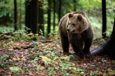Avrupa kahverengi ayısı (Ursus arctos arctos) yerde sonbahar yapraklarıyla ılıman bir ormanda yürür. Doğal ışık altında çekilmiş vahşi yaşam fotoğrafı..