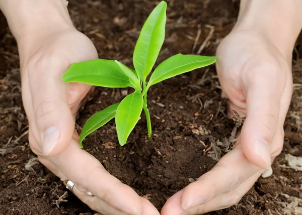 Mão Segurando Uma Pequena Árvore Crescimento Conceito Sustentabilidade — Fotografia de Stock