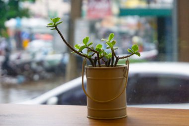 Ofis penceresinin yanındaki ahşap bir masanın üzerine yemyeşil yapraklı saksı bitkisi yerleştirilerek işyerinde barışçıl ve doğal bir atmosfer yaratılıyor..