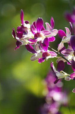 Çiçek açan mor orkide çiçeklerine yakın çekim ve yeşil tropikal bahçe seti. Botanik, Doğa ve Zarif Tasarım için Egzotik Çiçek Fotoğrafları