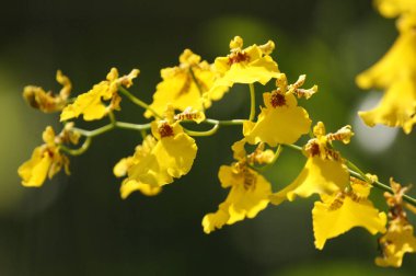 Güzel açan sarı bir orkide çiçeğinin göz kamaştırıcı yakın çekimi doğal, bulanık yeşil bir bitki örtüsüne karşı. Tropikal orkide çiçekleri narin çiçeklerini sergiliyor..