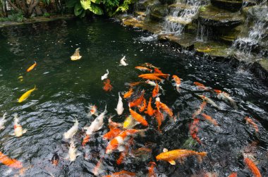 Serene Koi Pond ve Şelalesi, Lush Green Garden Peyzajı 'nda. Huzurlu bir gölette yüzen renkli koi balığı dizisi. Etrafı güzel, doğal bir akıntıyla çevrili. 
