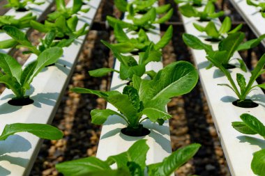 Çağdaş kapalı sera ortamında gelişen, sürdürülebilir ve çevre dostu tarım uygulamaları sergileyen yemyeşil, sulu, canlı sebze fideleri..