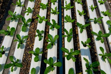 Serada büyüyen yemyeşil yapraklı bitkilerle birlikte hidrofonik dikey tarım sistemi. Verimli gıda üretimi için sürdürülebilir kapalı tarım teknolojisi.