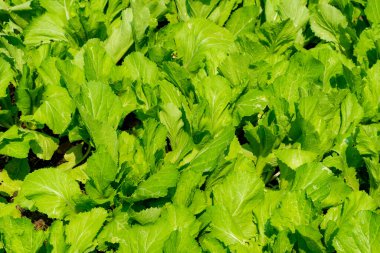 Verdant Boldance: Yeşilleşen Yeşil Peyzaj Doğanın Canlı Yeşillikleri ve Sürdürülebilir Tarım. Bu resim yemyeşil, gelişen bir tarlayı ya da bahçeyi betimliyor..