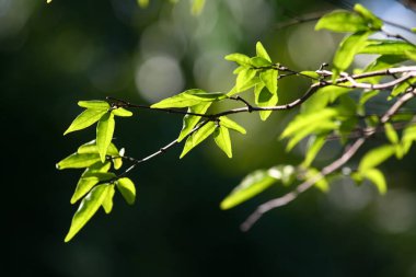 Bahar mevsiminin ılık güneşinde filizlenen gür, canlı yeşil yapraklar, doğal dünyanın güzelliğini ve yenilenmesini gözler önüne seriyor..
