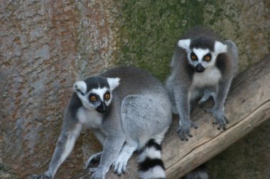 Doğal Yaşam Alanında Ağaç Dalında Oturan İki Meraklı Lemur, Yeşillik Ormanı Çevresindeki Çevreyi Gözlemliyor, Nesli Tehlike Altındaki Türlerin Korunması