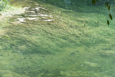 Berrak ve berrak sularla dolu huzurlu akarsu. Etrafı yemyeşil bitkilerle çevrili. Cennet gibi, el değmemiş doğal bir manzara. Huzurlu ve huzurlu vahşi doğa sahnesi sakinleştirici, rahatlatıcı bir atmosferi var..