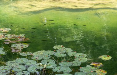 Nilüfer çiçeğinin sakin doğal manzaradaki yansımalarıyla büyüleyici yeşil göl. Bereketli yeşillik ve bitki örtüsü sakin ve durgun yüzeyi sarar..