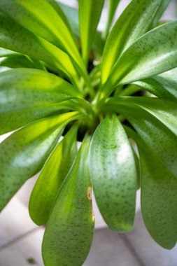 Lush green tropical foliage with vibrant,textured leaves in a natural,organic environment. Close-up shot showcasing the intricate patterns and details of the flourishing plant growth in a serene. clipart