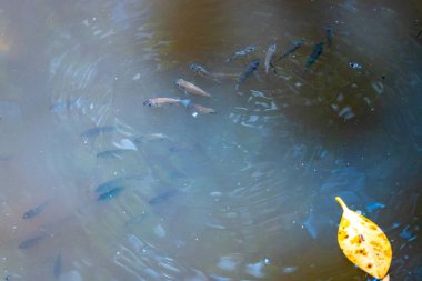 Yüzen yapraklar, dalgalı su yüzeyi ve rengarenk koi balıklarının yüzdüğü sakin bir gölet ya da akvaryum ortamını gösteren sakin bir sualtı sahnesi. Görüntü bir huzur ve güzellik hissi yayıyor..