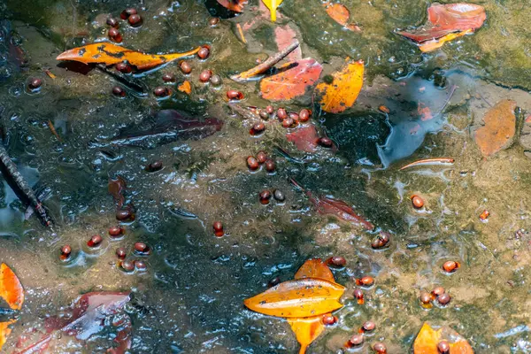 Canlı Koi Balığı Renkli Yansımalarla Lush Garden Gölü 'nde huzur içinde yüzüyor. Huzurlu ve sakin sualtı sahnesi doğanın ve su yaşamının güzelliğini gösteriyor..