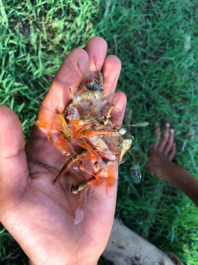 İşçi bir böceğin yakın çekimi, muhtemelen bir arı ya da eşek arısı, yemyeşil bir çevrede bal peteği taşıyor. Böceğin bileşik gözleri, kanatları.