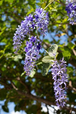 Güzel, narin, yumuşak mor salkımcık çiçekleri serin ve sakin bir doğal ortamda yemyeşil bir bitkiden dökülüyor. Çiçekler rüya gibi bir şey yaratır..