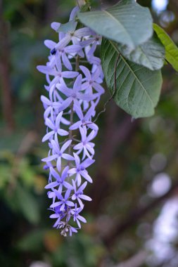 Canlı mor leylak çiçekleri yemyeşil yapraklar üzerinde çiçek açarak güzel, doğal bir bahar bahçesi sahnesi yaratıyor. Narin, güzel kokulu çiçekler yumuşak, zarif arka planda göze çarpar..