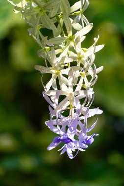 Beyaz ve mor lavanta çiçeklerinin narin güzelliğinin yemyeşil baharda çiçek açtığını gösteren zarif bir yakın plan. Titrek yapraklar ve yapraklar huzur verir..
