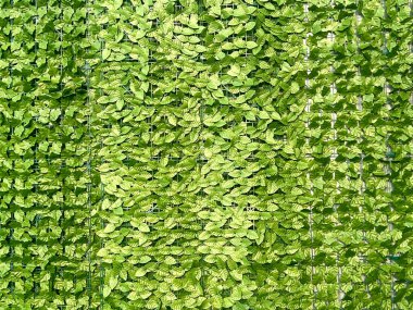 Canlı yeşil yapraklar yoğun ve gür doğal doku arkaplanı oluşturuyor. Sağlıklı, gür ve gelişen bitki örtüsü. Karmaşık desenler ve organik büyüme..