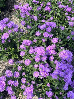 Çiçek açmış canlı mor çiçekler iyi bakılmış bir bahçede gür, renkli bir çiçek dekoru oluşturuyor. Çiçek açan yapraklar ve yapraklar hayat ve renklerle dolu güzel, doğal bir manzara yaratır..