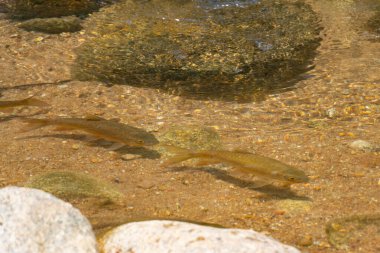 Sakin bir doğal manzara ortamında pürüzsüz kayalar ve çakıl taşları üzerinde yavaşça akan temiz ve sığ bir dere. Dalgalanan su yansımalarıyla sakin ve rahatlatıcı bir sahne.