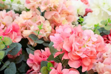 Yumuşak, narin pembe ortanca çiçekleri yemyeşil yeşilliklerle çevrili, güzel, romantik ve huzurlu doğal bir manzara yaratıyor. Ortanca çiçekleri yumuşaktır..