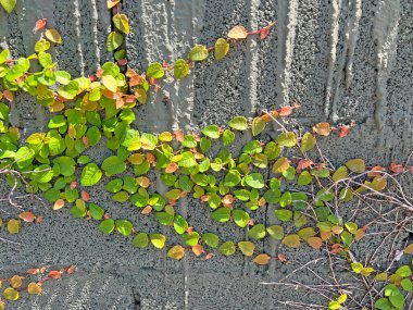 Parlak sarı ve turuncu yapraklar, güz manzarasında ahşap bir yüzeyi ya da arka planı kaplar. Doğal mevsimlik yeşillik ve bitki örtüsü.