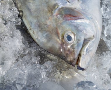 Buzlu okyanus sularından yakalanmış taze donmuş bir balığın yakından çekilmiş görüntüsü detaylı desenli pullarını, gözlerini ve yüzgeçlerini gözler önüne seriyor..
