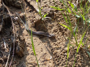 Genç Doğu Hognose Yılanı