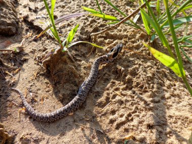 Genç Doğu Hognose Yılanı